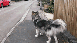 awwww-cute:  This Alaskan Malamute waits for the ice cream truck every day! (Source: http://ift.tt/2CinCaf)