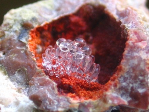 mineralists:Clear Hyalite (Opal Var. Opal-AN) on a Hematite stained opal bed in a Rhyolite cavity fr