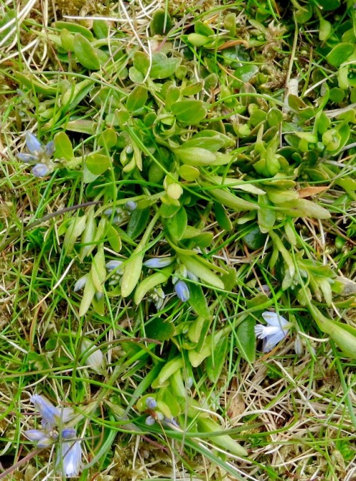 Saw these that May in Wales: common milkwort. It isn’t hard to see that it’s related to a favorite w