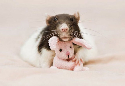pleatedjeans:  Pet Rats Posing With Teddy Bears (22 Pics)