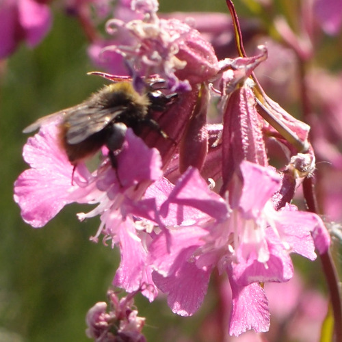 Silene — catchfliesBombus — bumblebees