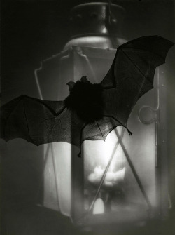 delicieuxchaos:Heinz Hajek-Halke- Bat and