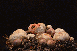 for-science-sake:  Time-lapse of Stinkhorn Fungus growth. 