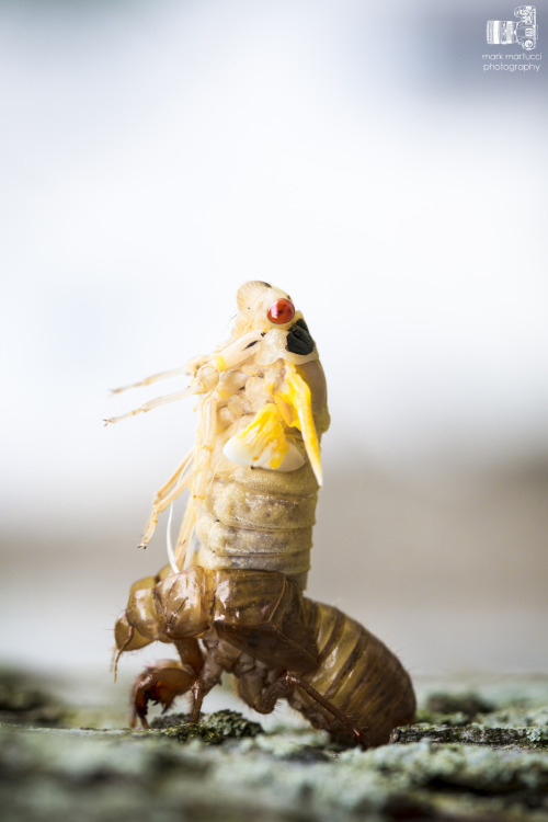 Cicada inspirational photography.