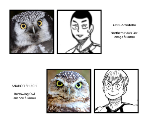 pophist:fukurodani + the owls they’re based on im sure its common knowledge now that furu