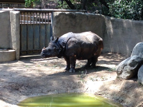 sixth-extinction: Today I had the pleasure of meeting Randa, a 45 year old female Indian rhino that 