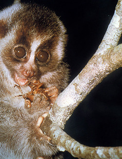 zsl-edge-of-existence:Slow lorises are the world’s only venomous primate.  The venom is secreted fro
