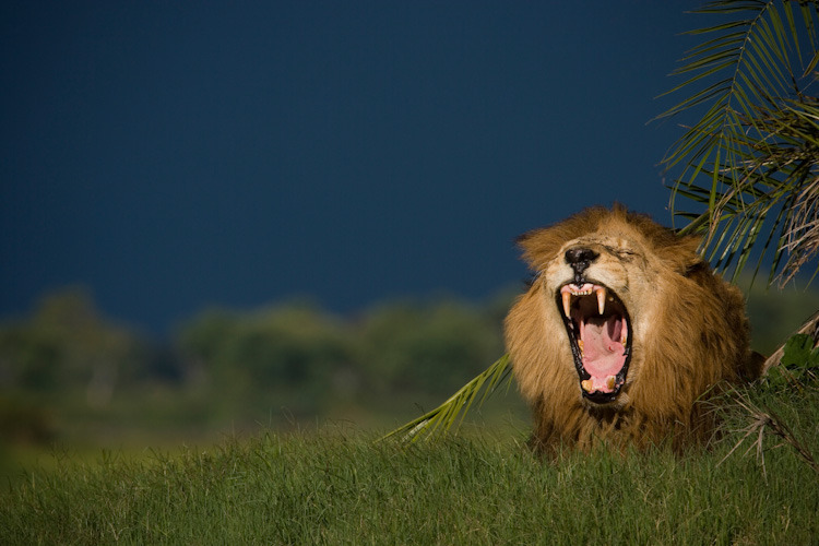   Acclaimed photographer and filmmaker Beverly Joubert took these shots during
