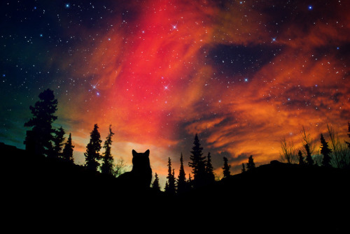 queenjsxo:the beauty of the night sky