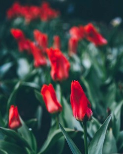 thliii:#tulips #flowers #ig_shotz #ig_photostars #photography #photooftheday #spring