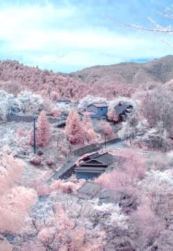 theleoisallinthemind:  Cherry blossoms in full bloom at Mount Yoshino, Nara, Japan 