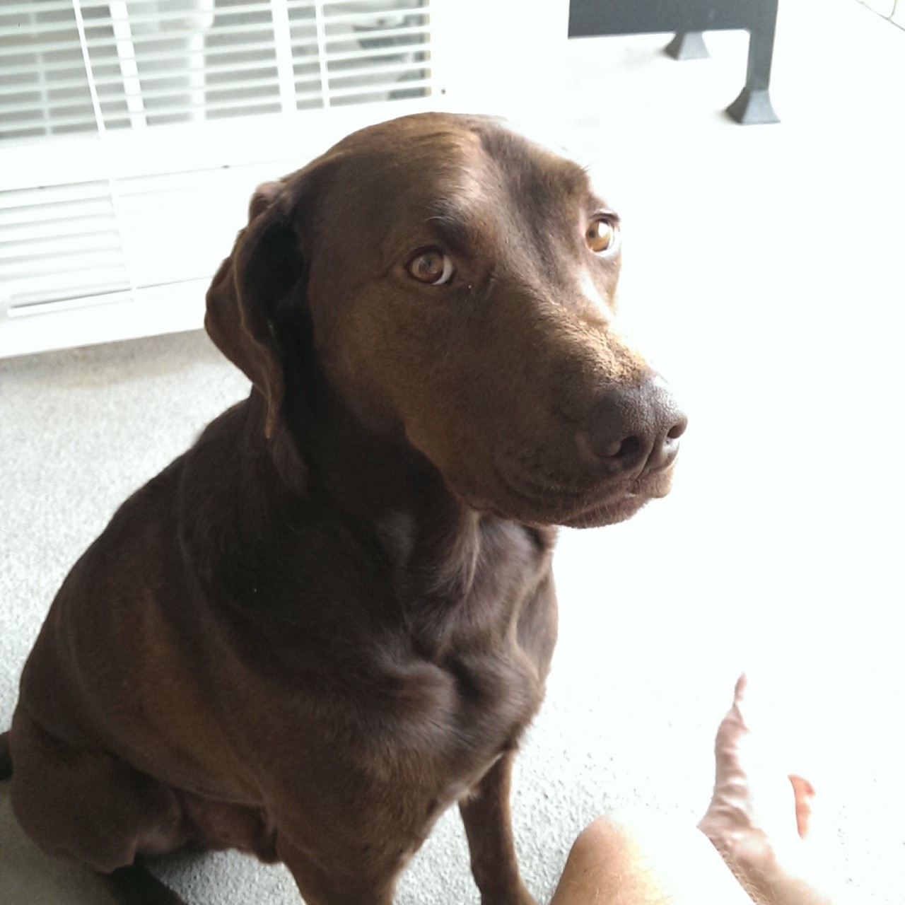 i-am-dog2:  I want to go on a walk…human is ignoring me.