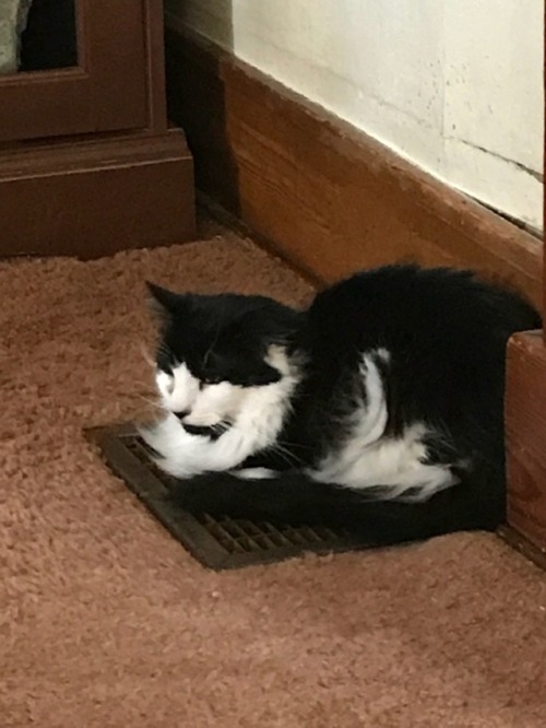 This is Leroy… his favorite things include hogging the heater vent almost 24/7, claiming peop