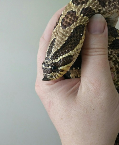 solid-snakes:Giant anger noodle. AHHHH LOOK AT ITS SNOOT!!!