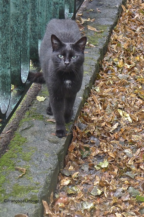 francoise-larouge: Le chat du samedi 28 octobre ©FrançoiseLarouge