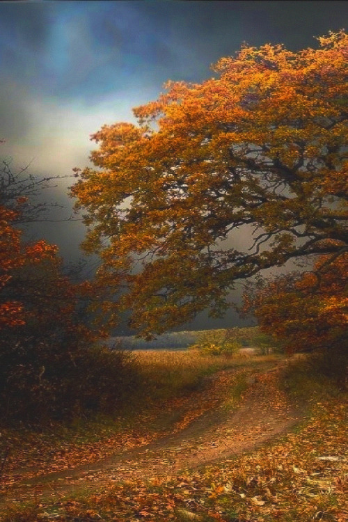 I colori dell'autunno….THEWOLF