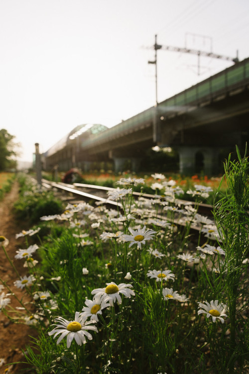 Poppies, daisies and irises in the late afternoon sun at Gojan Station, Ansan, Gyeonggi-do.