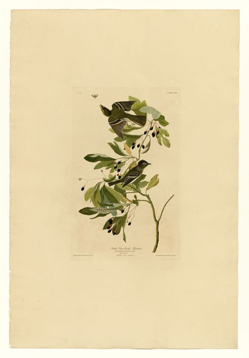 Plate 144 Small Green Crested Flycatcher, John James Audubon