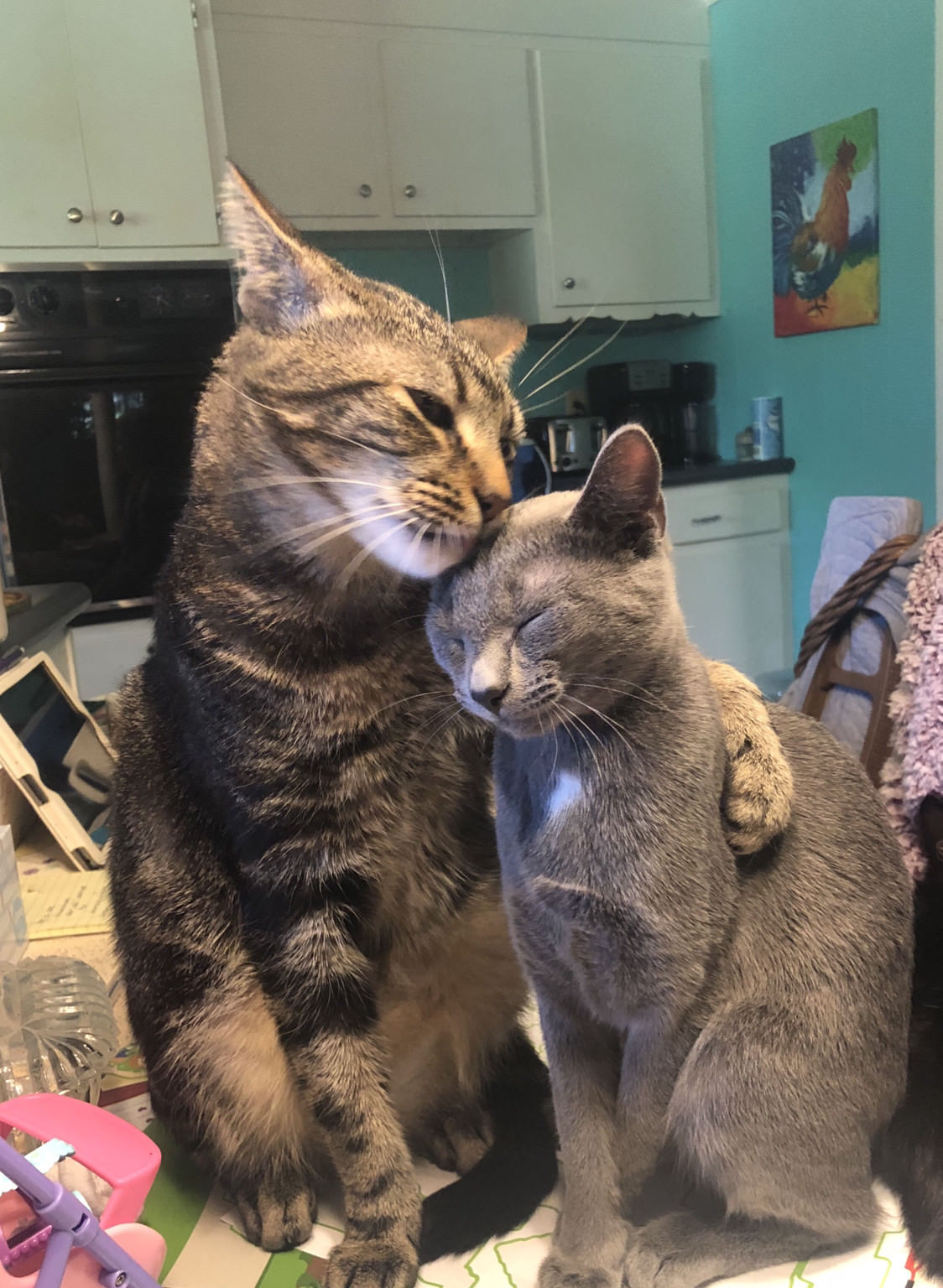 dawwwwfactory:  Our cats truly love each other Click here for more adorable animal