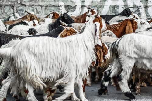 Goats on the road, Naran, Pakistan