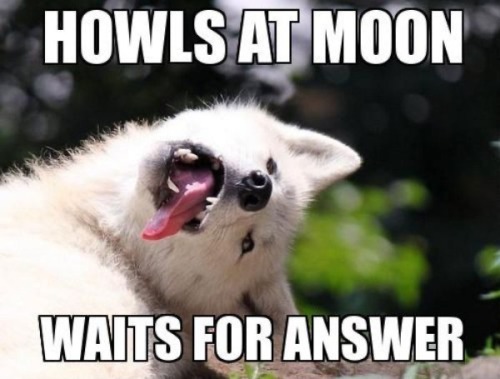 silvergryphon:tokenofmydevotion:feral-flower-child:feral-flower-child:feral-flower-child:callingallcars:callingallcars:everyone’s debating posts of the decade, best and worst, and i have yet to see anyone mention moon moonfor those who were not on here