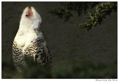 maartje-de-nie-photography:Singing