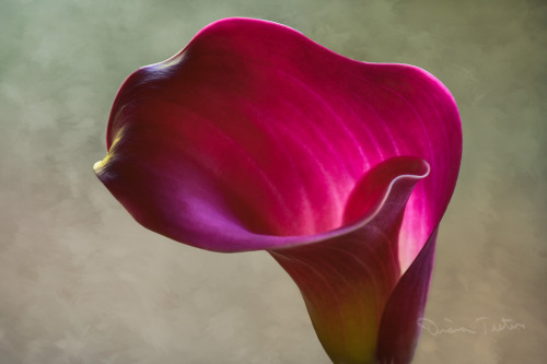 Fuchsia Calla Lily