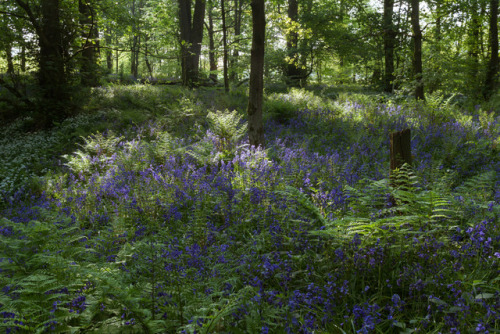 90377: Spring Wood by Jane Ball