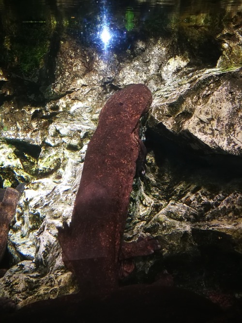 pasquiorra: As one of the last days we wanted to check out the aquarium we found on our first day he