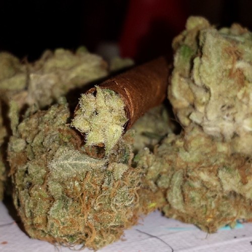 weedporndaily:  The PineappleExpress Calyx Blunt. Nothing but trichomes by siraynot http://ift.tt/1lWj3FY