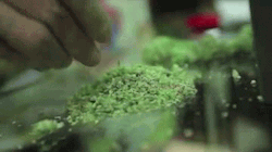 chill-4-life:  Crush that shit! http://chill-4-life.tumblr.com 