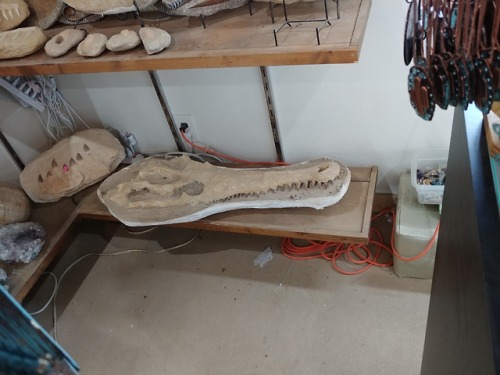 snakeybones: Fossils at one of the shops in Helen GA If only I could be disgustingly rich….