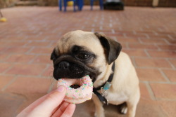 qreyfeather:  pluralfloral:  calithepug:  special treat! doggy donuts   this is everything i care about in one picture  If you don’t think this is cute then go eat kitty litter 