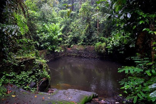 Pond of Iringol Kavu, Perumbavur, Kerala