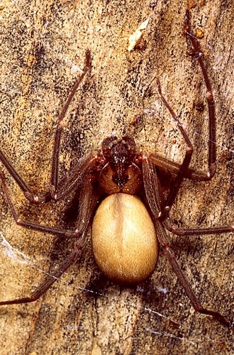 Brown recluse spider bite