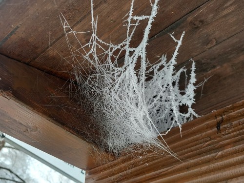 Frozen Spider Webs In January `.