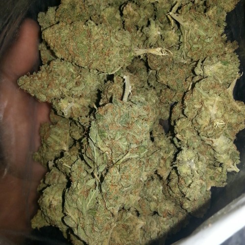 weedporndaily:  shroom-god submitted:Lemon OG 