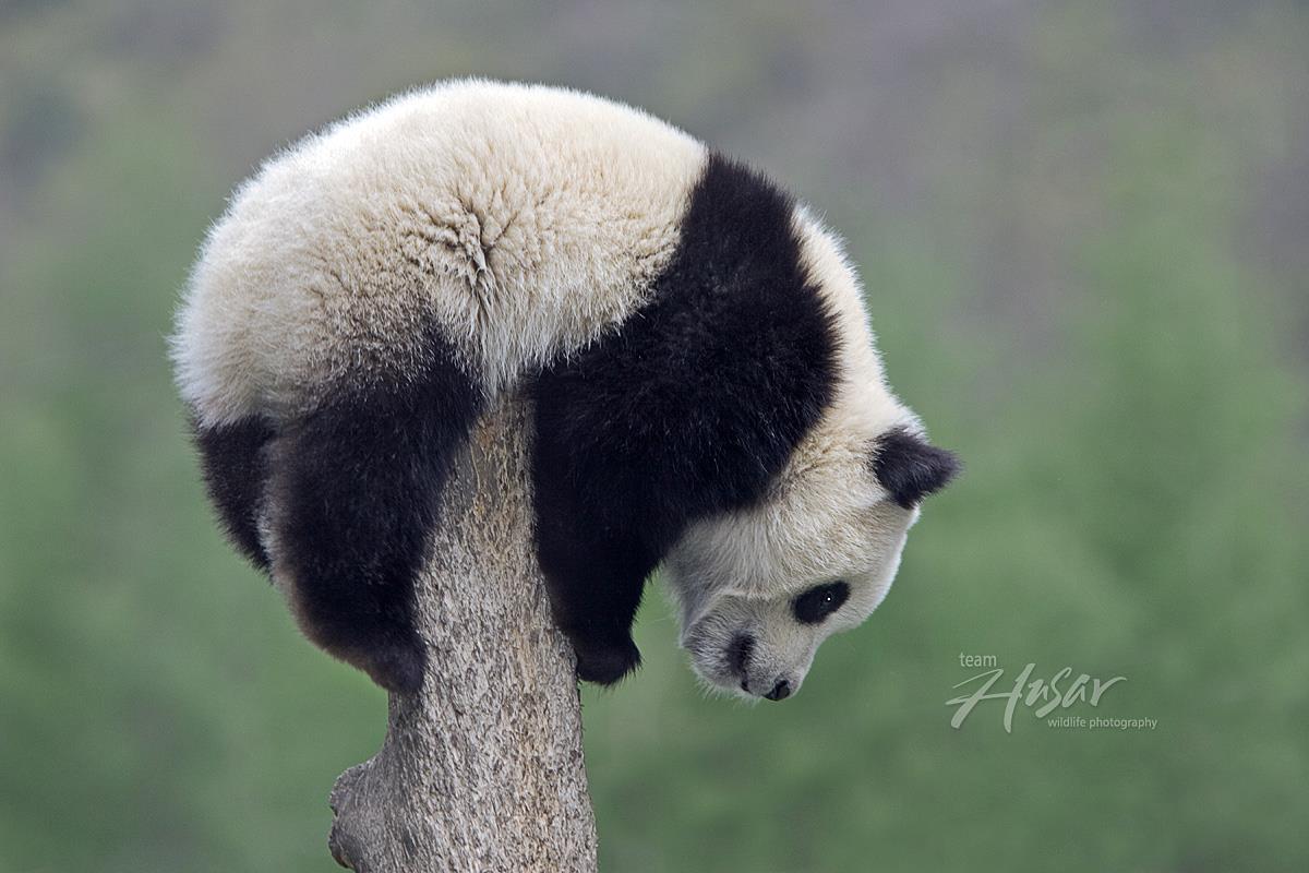 explorebears:  Why Are Pandas Important? Part 1, by Pandas International. We’ve