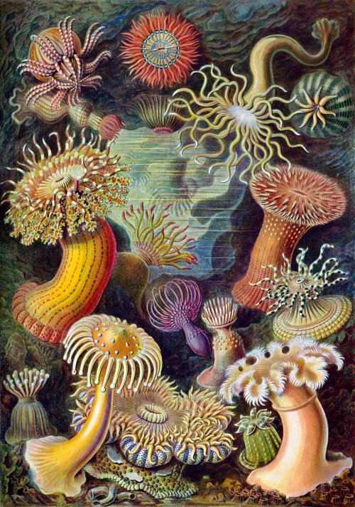 cavetocanvas:Ernst Haeckel, Actiniae, 1904