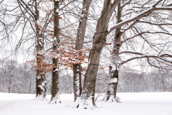 photographybyolli:  &lsquo;72&rsquo;english garden, munich