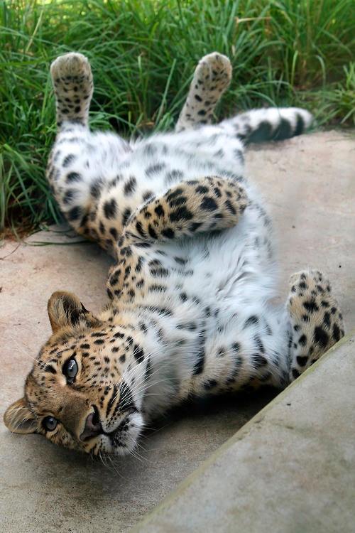 flixes:  flixes:  .  .