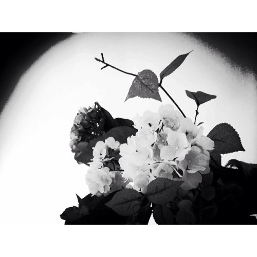 #flowers #winter #office #studio #bianco #nero #blackandwhite #black #white #contrast #fiori #goodmo