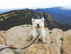 handsomedogs:  Watson, intrepid explorer