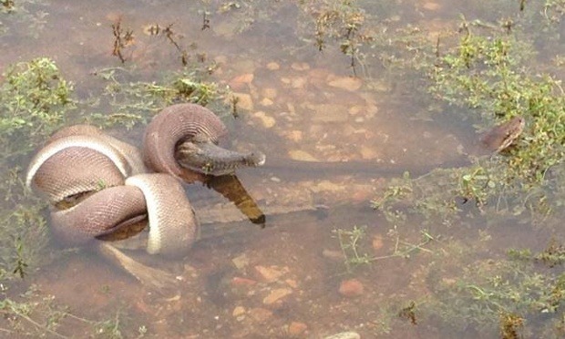 Giant snake eats crocodile