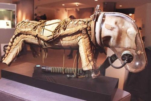 vintageeveryday:This Soviet dog spacesuit is the cutest dog costume you will see today!