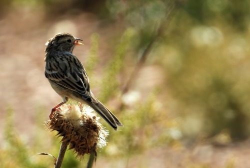 birbmania: Vesper sparrow … Boulder, Colorado … 8/22/21