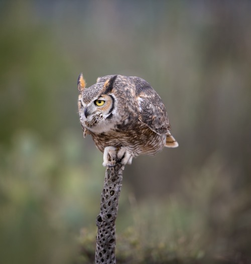 Young great horned owl