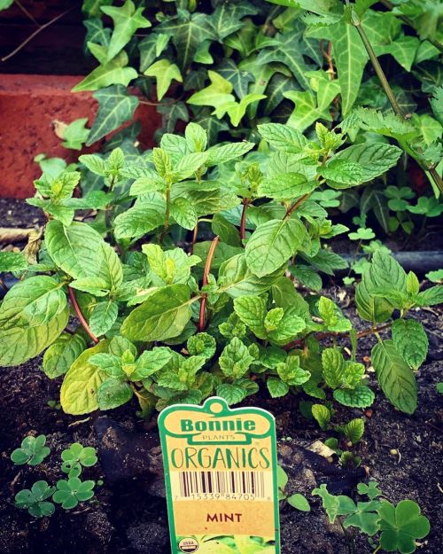 Cilantro, jalapeños and mint. I’ll be