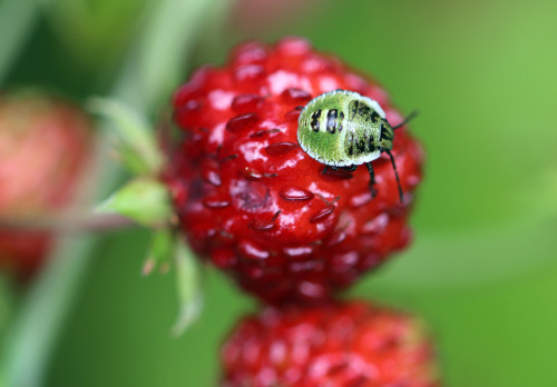 Green shield bug/Grön bärfis (Palomena prasina) - nymph.Purpurbärfis (Carpocoris purp