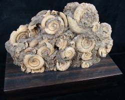 Fossilera:a Large Cluster Of Dactylioceras Ammonite Fossils From Germany Mounted